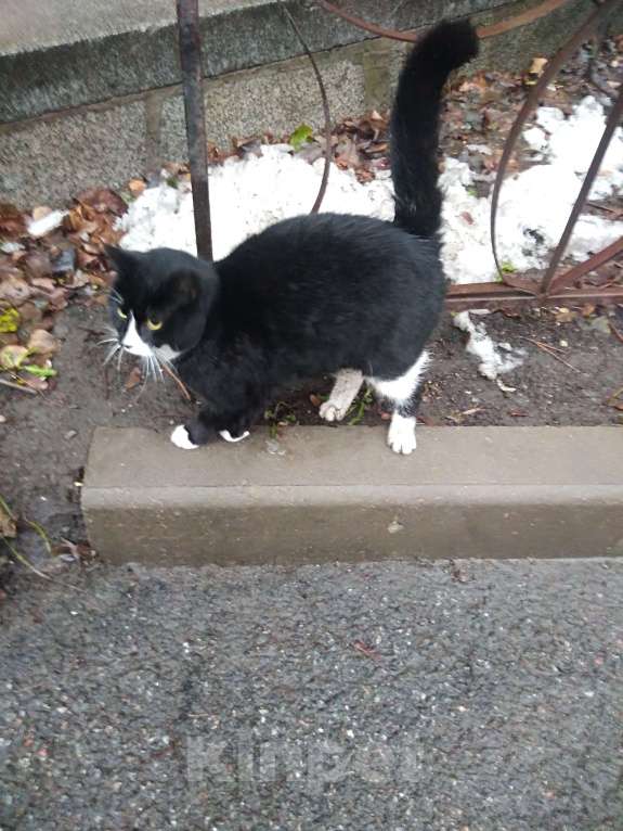 Кошки в Санкт-Петербурге: Очень нужна помощь-дом или передержка для кошечки Луны Девочка, Бесплатно - фото 2