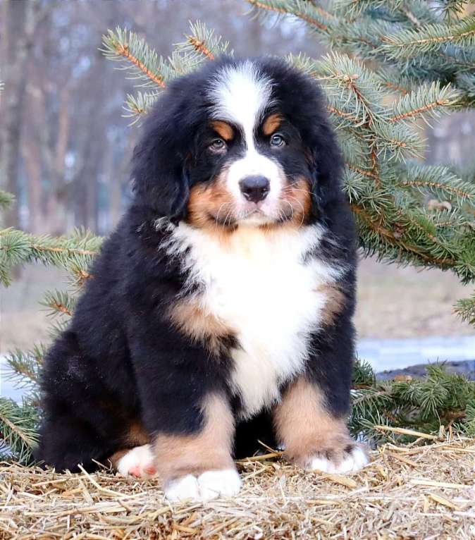 Собаки в Москве: Кибель Бернского зенненхунда Мальчик, Бесплатно - фото 8