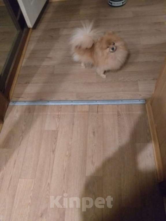 Собаки в Электростали: Ищет новую семью трёх лентяя девочка.  Девочка, Бесплатно - фото 1