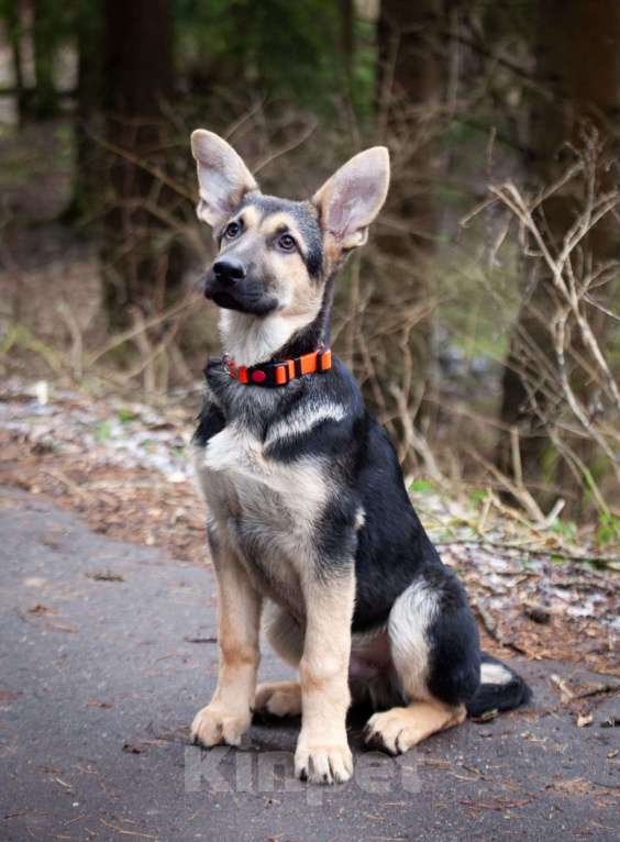 Собаки в Звенигороде: Овчарка щенок  Мальчик, 70 000 руб. - фото 2