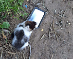 Кошки в Звенигороде: Найдены котята Мальчик, Бесплатно - фото 1