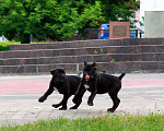 Собаки в Москве: Щенки кане корсо. Рассрочка, 30 000 руб. - фото 3