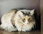 Кошки в Кувшиново: Кошечка в добрые руки, Бесплатно - фото 5