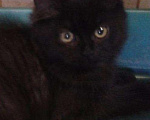 Кошки в Малмыже: Британский длинношёрстный котёнок мальчик. Мальчик, 1 500 руб. - фото 2