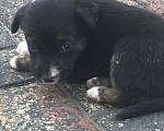 Собаки в Краснодаре: Отдам в добрые руки малышей, Бесплатно - фото 1