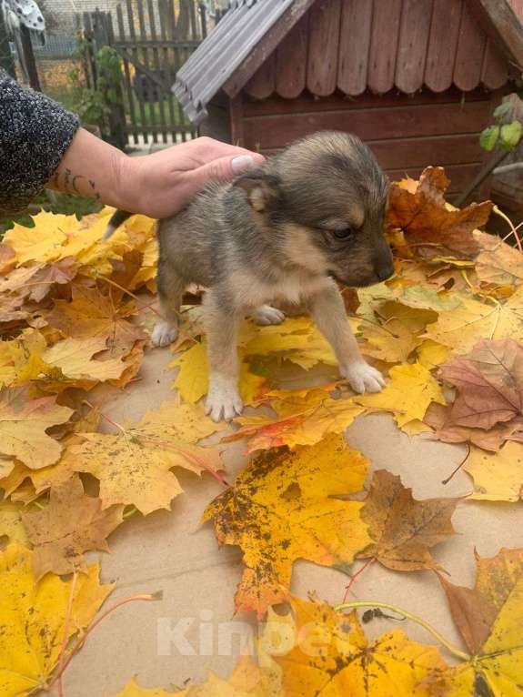 Собаки в Подольске: Щенок 1,5 девочка в добрые руки  Девочка, Бесплатно - фото 4