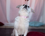 Собаки в Москве: Маленькая собачка, 5 кг в добрые руки! Девочка, Бесплатно - фото 4