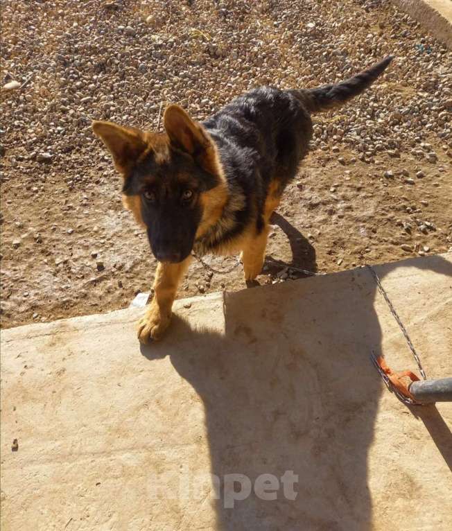 Собаки в других городах Московской области: Щенок немецкой овчарки  Девочка, 35 000 руб. - фото 2