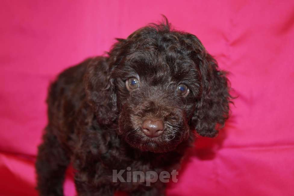 Собаки в Москве: Девочка пуделя- РКФ Девочка, 70 000 руб. - фото 5