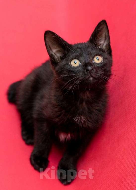 Кошки в Москве: Уникальный котёнок Фуджи в добрые руки  Мальчик, Бесплатно - фото 2