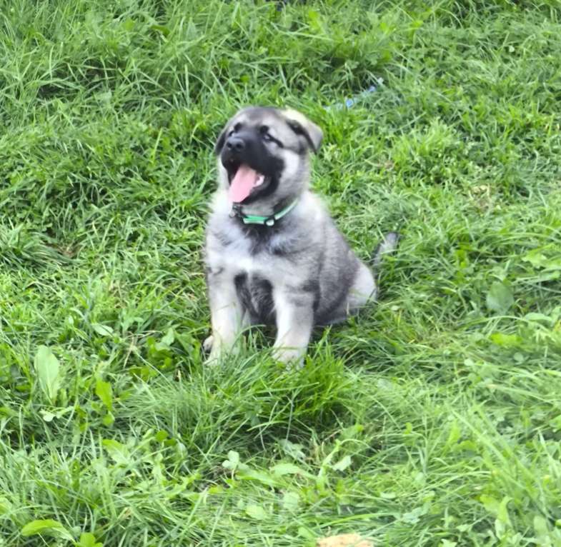 Собаки в других городах Московской области: Продаются щенки ВЕО Мальчик, 50 000 руб. - фото 3