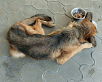 Собаки в Краснодаре: Нашел взрослую собаку породы немецкая овчарка. Мальчик, 1 руб. - фото 1