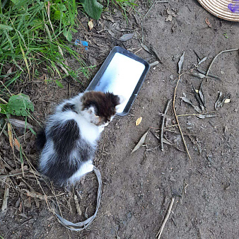 Объявление: Найдены котята, Бесплатно, Звенигород