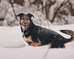 Собаки в Москве: Трогательная милашка Шаби в поиске любящих родителей! Девочка, Бесплатно - фото 8