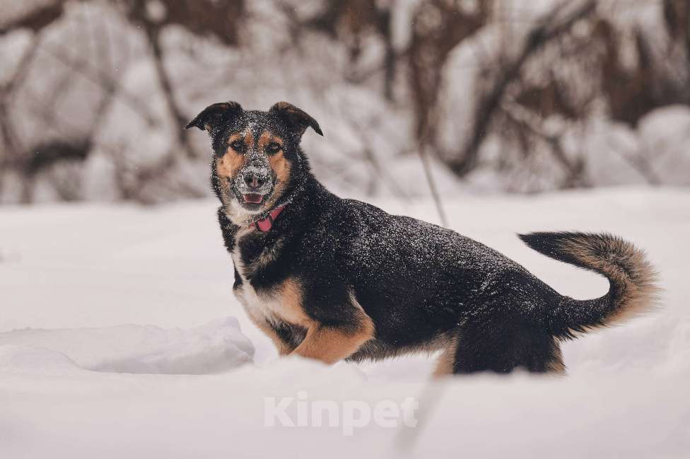Собаки в Москве: Трогательная милашка Шаби в поиске любящих родителей! Девочка, Бесплатно - фото 8