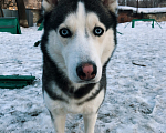 Собаки в Самаре: Хаски Девочка, 100 руб. - фото 2