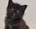 Кошки в Ижевске: Котята мейн-кун Девочка, 50 000 руб. - фото 2