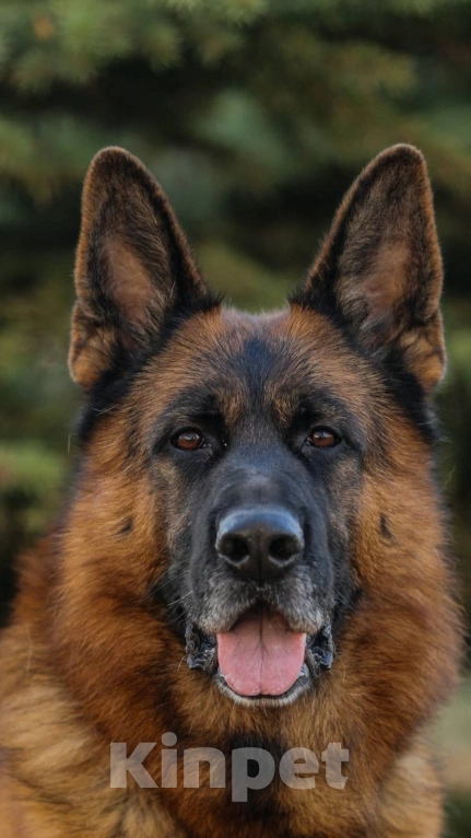 Собаки в Глазове: Немецкая овчарка,девчонка 2 Девочка, 35 000 руб. - фото 3