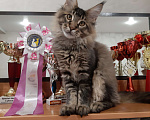 Кошки в Кемерово: Котенок Мейн-кун Разнополые, 50 000 руб. - фото 9