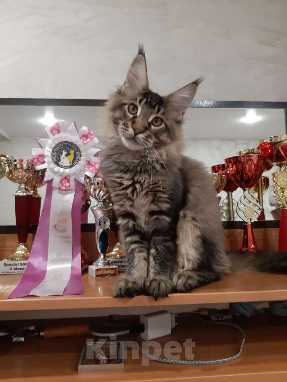 Кошки в Кемерово: Котенок Мейн-кун Разнополые, 50 000 руб. - фото 9