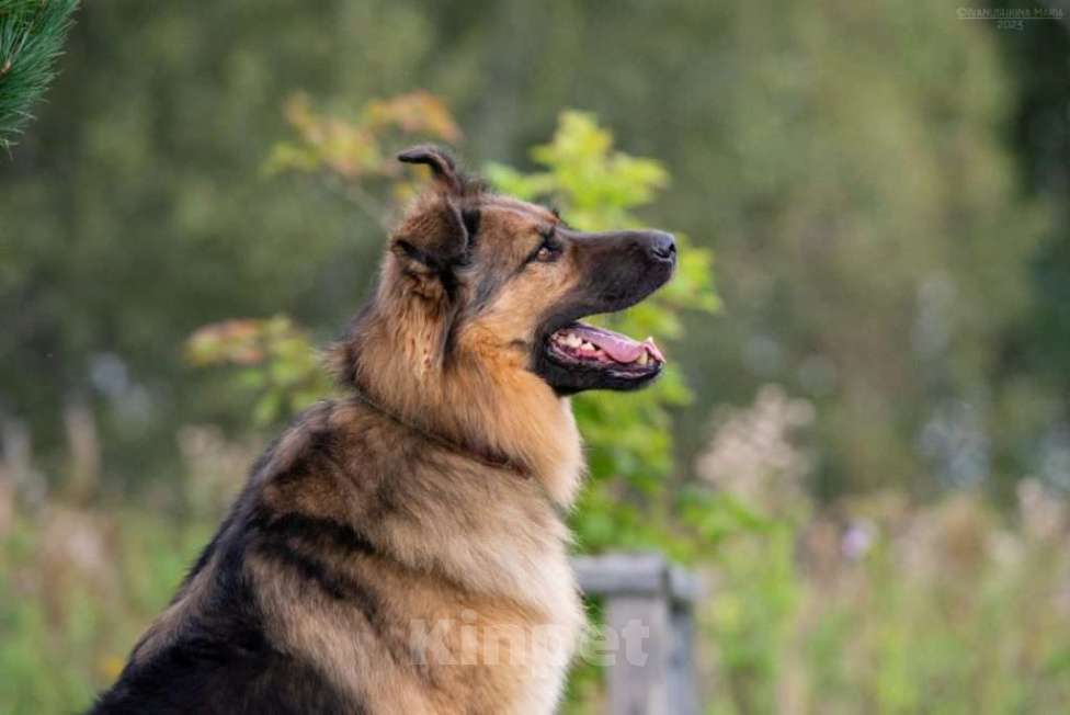 Собаки в Москве: Метис длинношерстной немецкой овчарки Миша ищет дом Мальчик, 1 руб. - фото 3