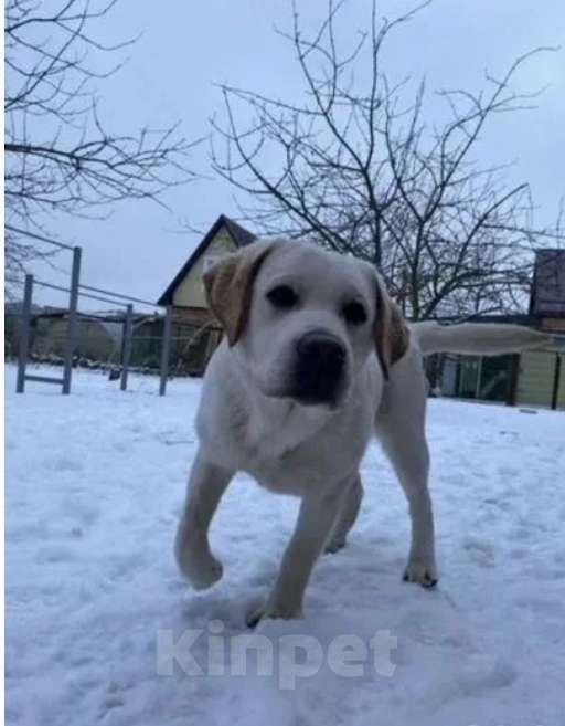 Собаки в других городах Краснодарского края: Щенки Лабрадор ретривер Девочка, 12 000 руб. - фото 4