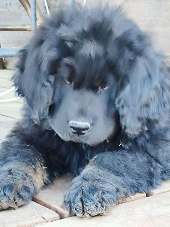 Собаки в других городах Московской области: Щенок тибетского мастифа Девочка, 20 000 руб. - фото 2