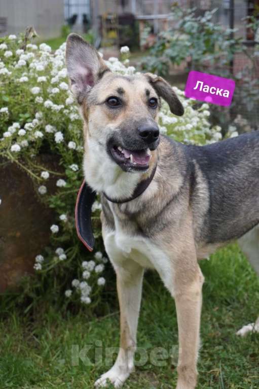 Собаки в Москве: Ласковая собачка Ласка в добрые руки Девочка, 1 руб. - фото 3