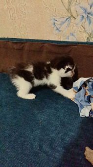 Маленький котенок 