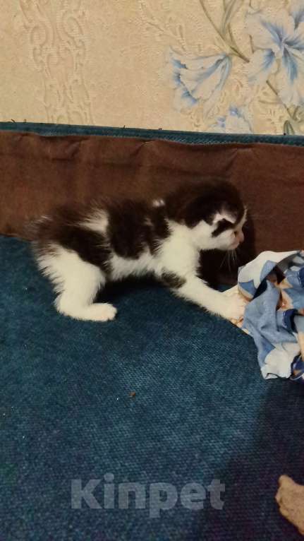 Кошки в Омске: Маленький котенок  Девочка, Бесплатно - фото 1