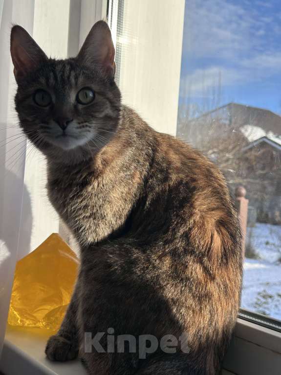 Кошки в Раменском: ПРОПАЛА КОШКА Девочка, Бесплатно - фото 1