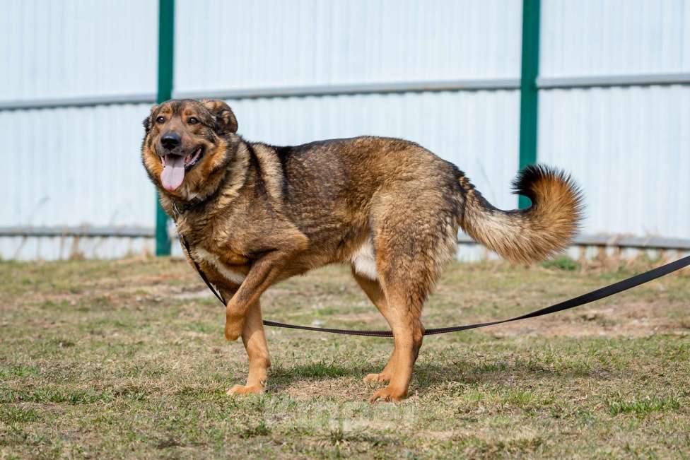 Собаки в Москве: Валик Мальчик, Бесплатно - фото 12
