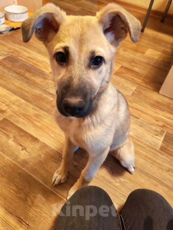 Собаки в Липецке: Люся, щенок, который очень хочет быть чьей-то Девочка, 10 руб. - фото 1