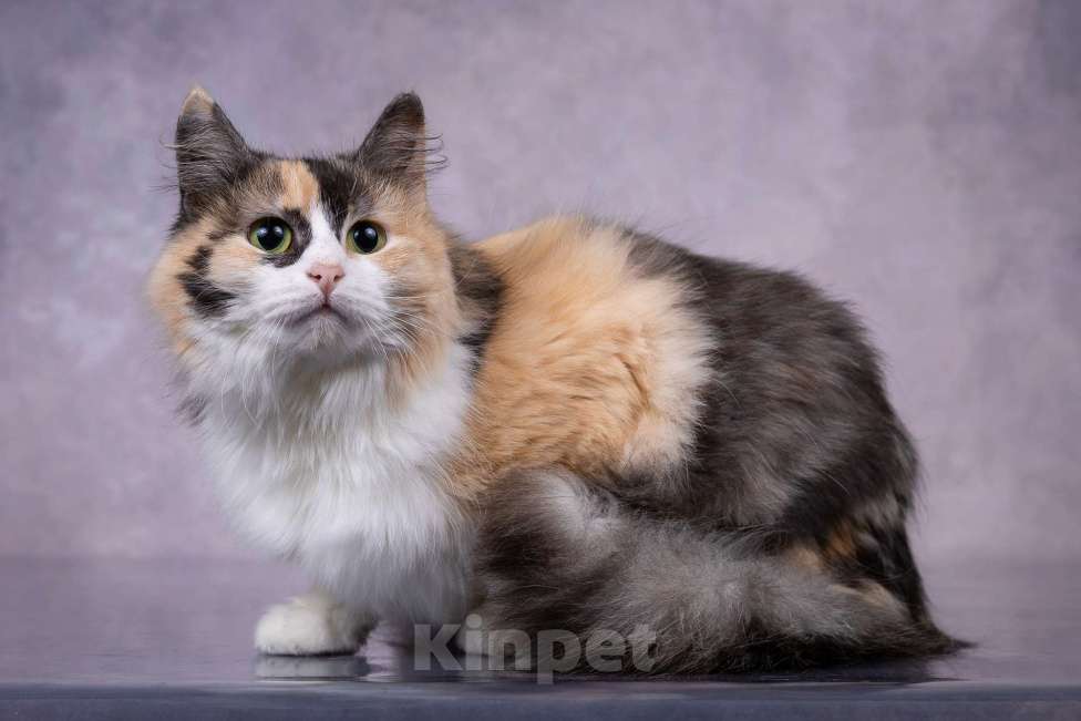 Кошки в Москве: Мотли в добрые руки  Девочка, Бесплатно - фото 7