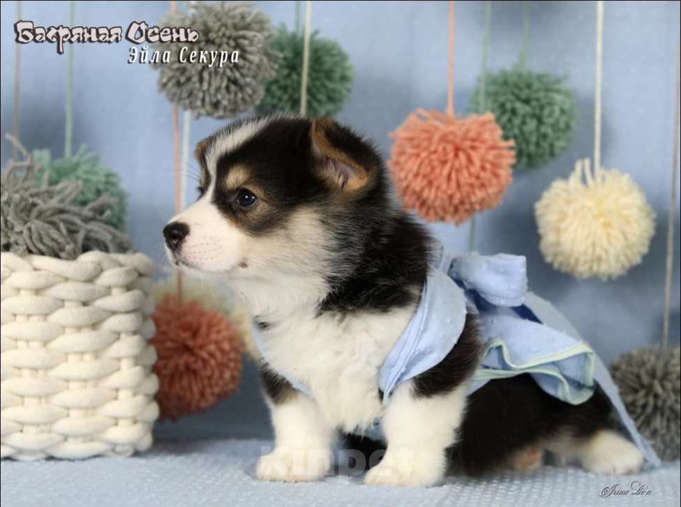 Собаки в Москве: Чакибусенок #4 яркая малышка триколор, очень темпераментная Эйла Секура Девочка, Бесплатно - фото 2