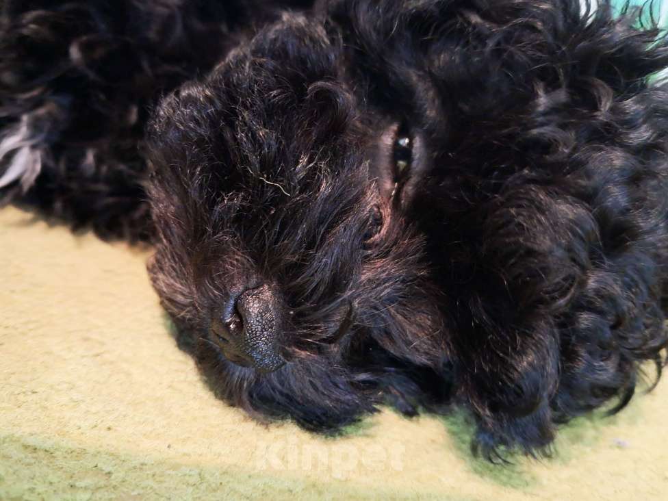 Собаки в Сочи: Синий Мальтипу f1 micro Мальчик, 150 000 руб. - фото 6