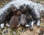 Кошки в Нижнем Новгороде: Отдам любящим хозянвам Девочка, Бесплатно - фото 3