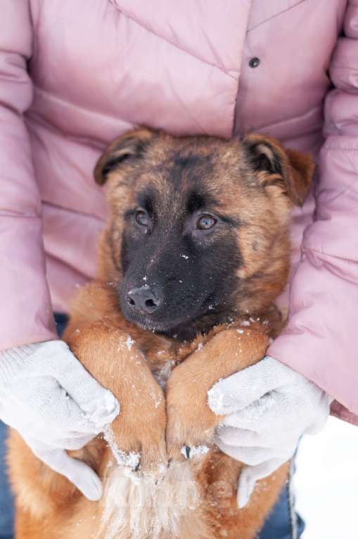 Собаки в Ногинске: Тэйси — ваш персональный солнечный лучик!  Девочка, Бесплатно - фото 9