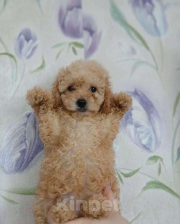 Собаки в Туле: Девочка  Девочка, 50 000 руб. - фото 2