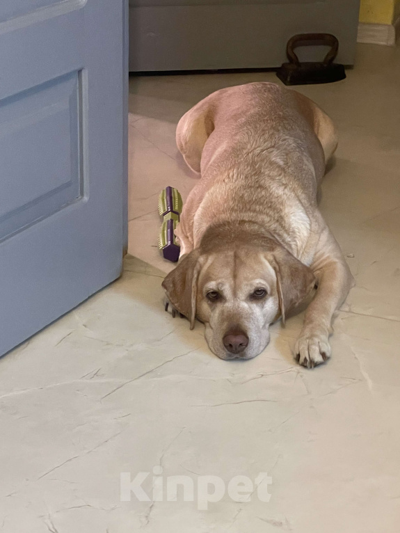 Собаки в Симферополе: Лапка2 Девочка, 25 000 руб. - фото 4