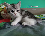 Кошки в Симферополе: Котята в добрые руки Разнополые, Бесплатно - фото 8