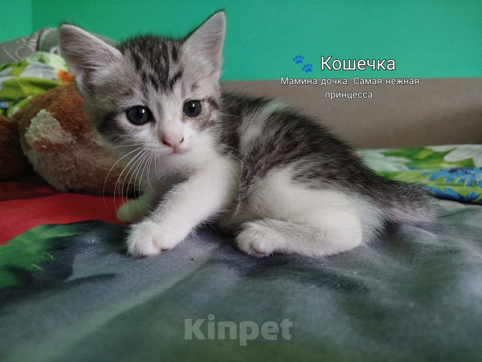 Кошки в Симферополе: Котята в добрые руки Разнополые, Бесплатно - фото 8