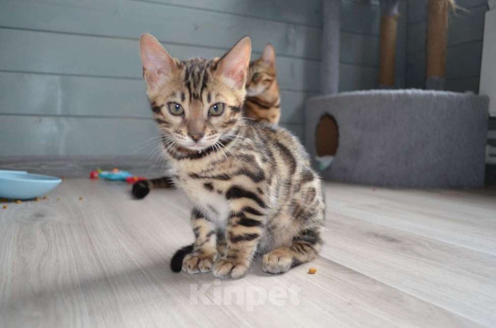 Кошки в Москве: Бенгальские котята  Девочка, 40 000 руб. - фото 1