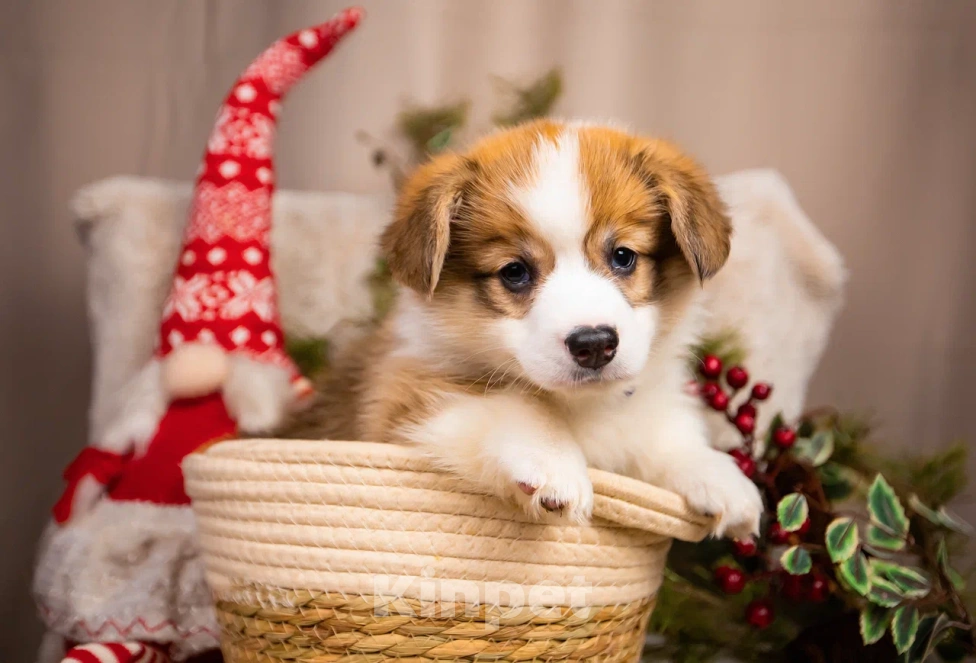 Собаки в Новосибирске: Валентайн щенок Корги Мальчик, 80 000 руб. - фото 3