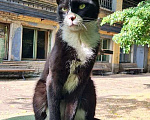 Кошки в Москве: Великолепный Фрэнки, молодой очень красивый котик в добрые руки Мальчик, 10 руб. - фото 3