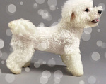 Собаки в Москве: Щенок бишон фризе  Мальчик, 140 000 руб. - фото 6