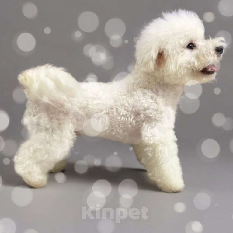 Собаки в Москве: Щенок бишон фризе  Мальчик, 140 000 руб. - фото 6