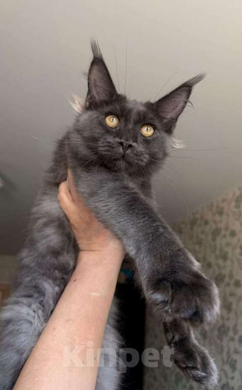 Кошки в Краснодаре: Котята Мейн-кун Разнополые, 35 000 руб. - фото 2