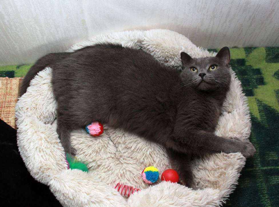 Кошки в Калуге: Серенький Грей ищет дом. Молодой кот в добрые руки. Мальчик, Бесплатно - фото 9