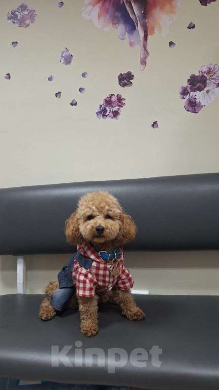 Собаки в Ростове-на-Дону: Той-пудель, девочка и мальчик мраморный абрикос продам Мальчик, 150 000 руб. - фото 8